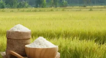 يستمر ارتفاع أسعار الأرز المصدّر.